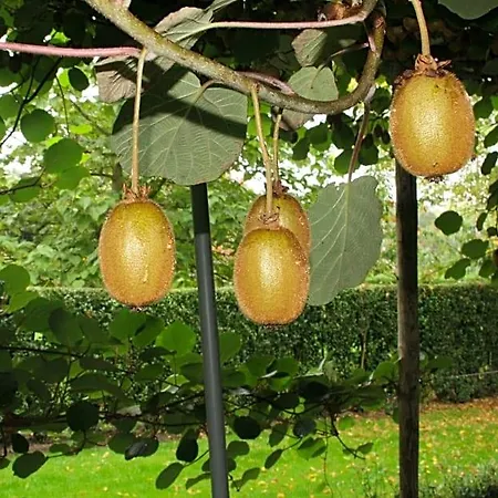 De Sprokkeltuin Vendégház 3*