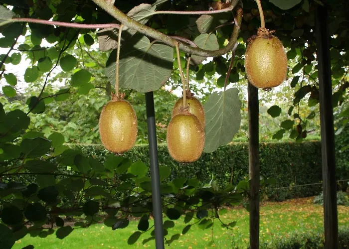 De Sprokkeltuin Pensión